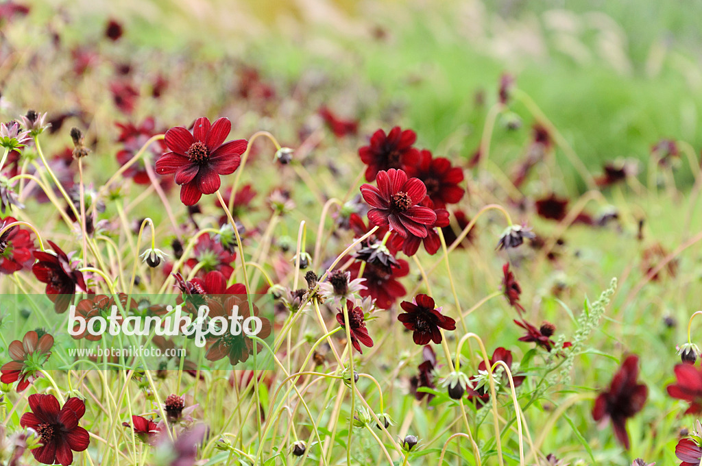 475099 - Cosmos à senteurs de chocolat (Cosmos atrosanguineus)