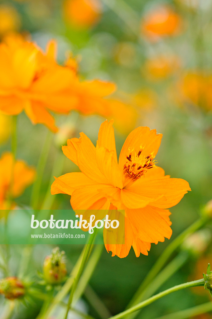 476066 - Cosmos sulphureus
