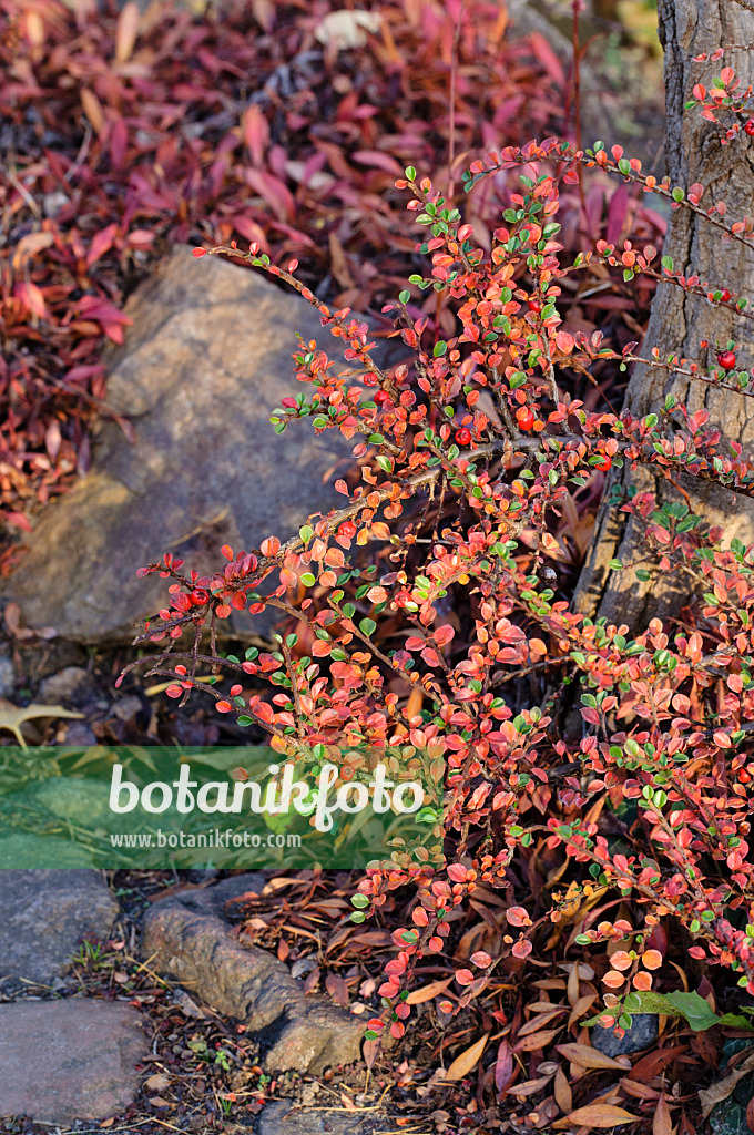 466052 - Cotoneaster (Cotoneaster procumbens)