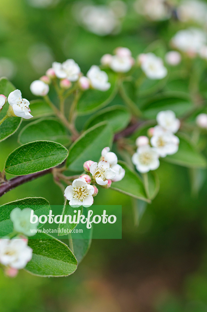 472137 - Cotonéaster (Cotoneaster racemiflora var. royleana)