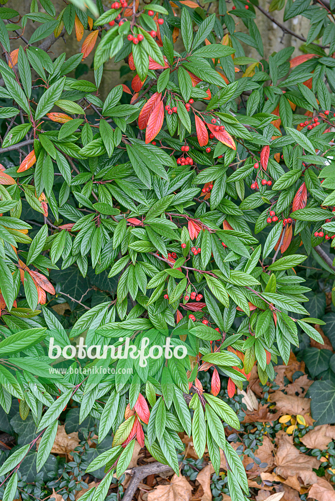 547130 - Cotonéaster (Cotoneaster salicifolius var. floccosus)