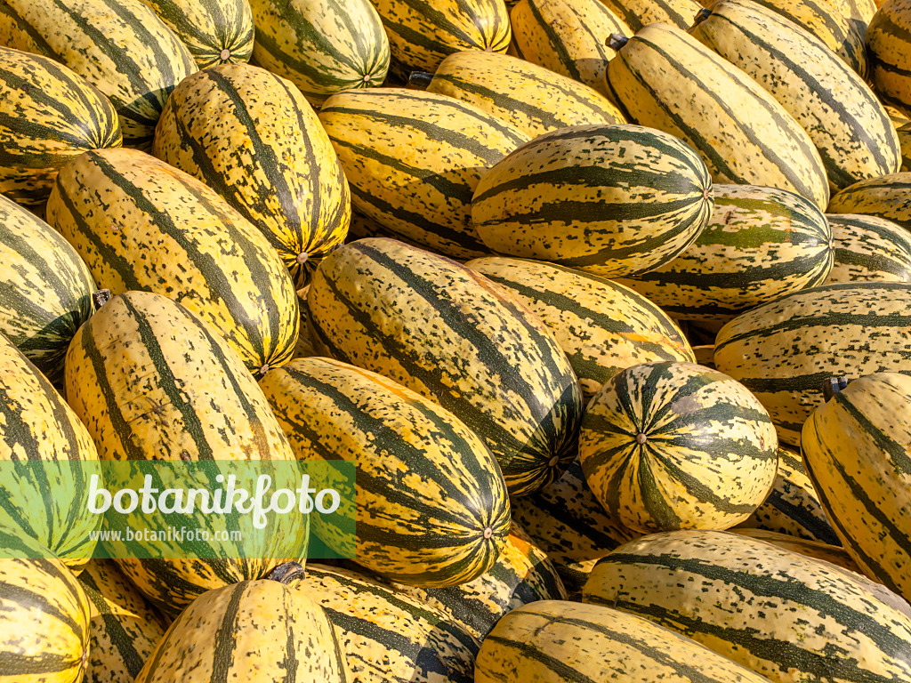 429160 - Courge spaghetti (Cucurbita pepo 'Vegetable Spaghetti')