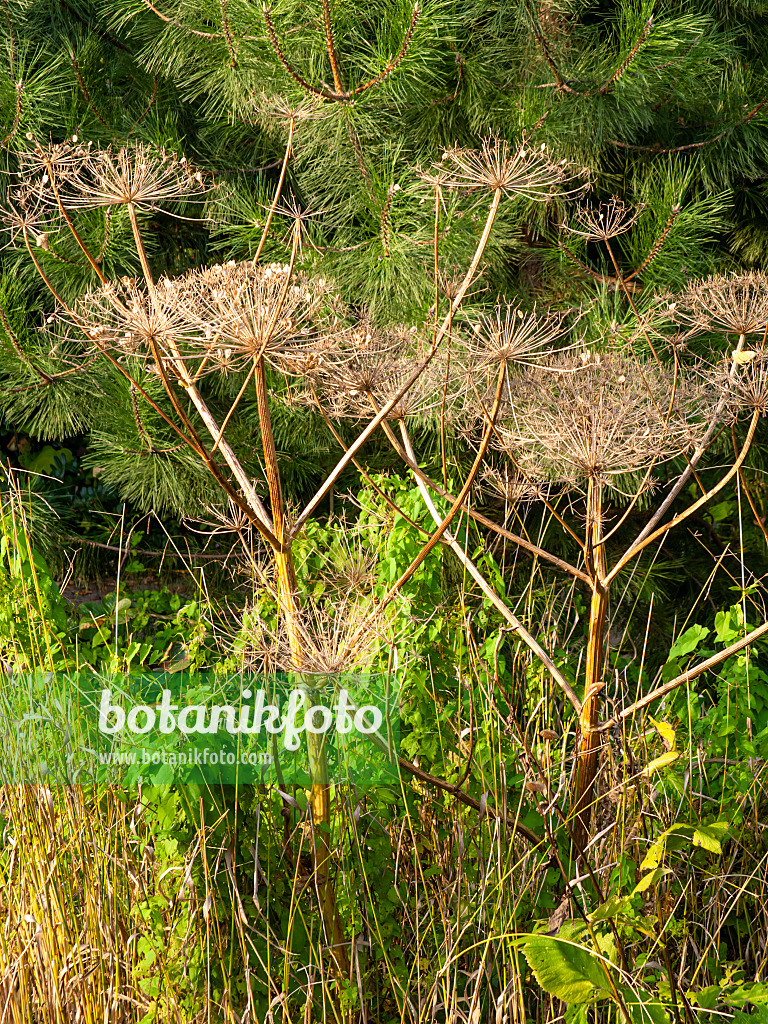 464071 - Cow parsnip (Heracleum)