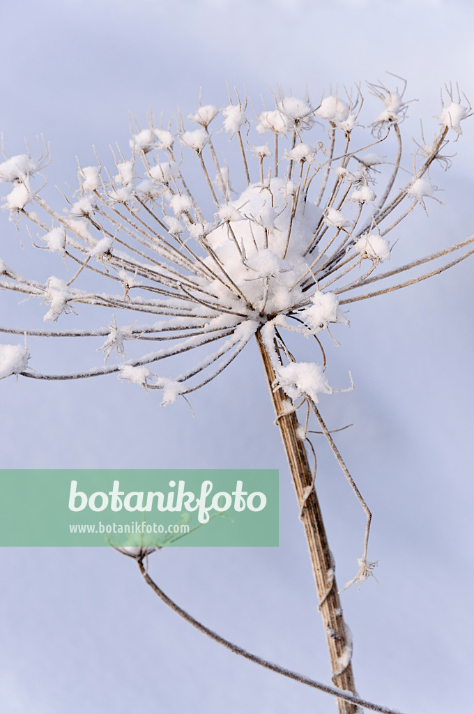 491037 - Cow parsnip (Heracleum)
