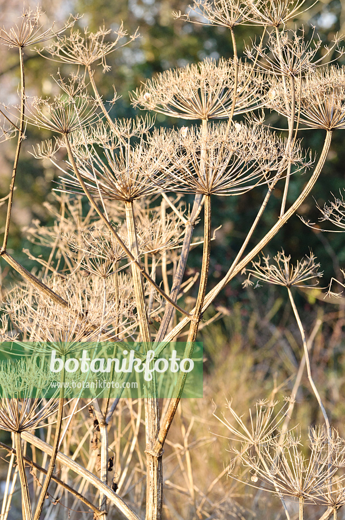 467071 - Cow parsnip (Heracleum antasiaticum)