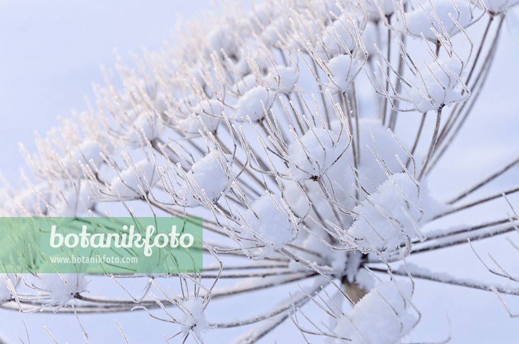 491038 - Cow parsnip (Heracleum antasiaticum)