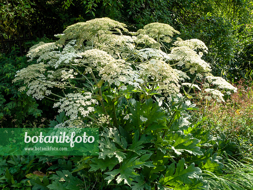 438306 - Cow parsnip (Heracleum lanatum)