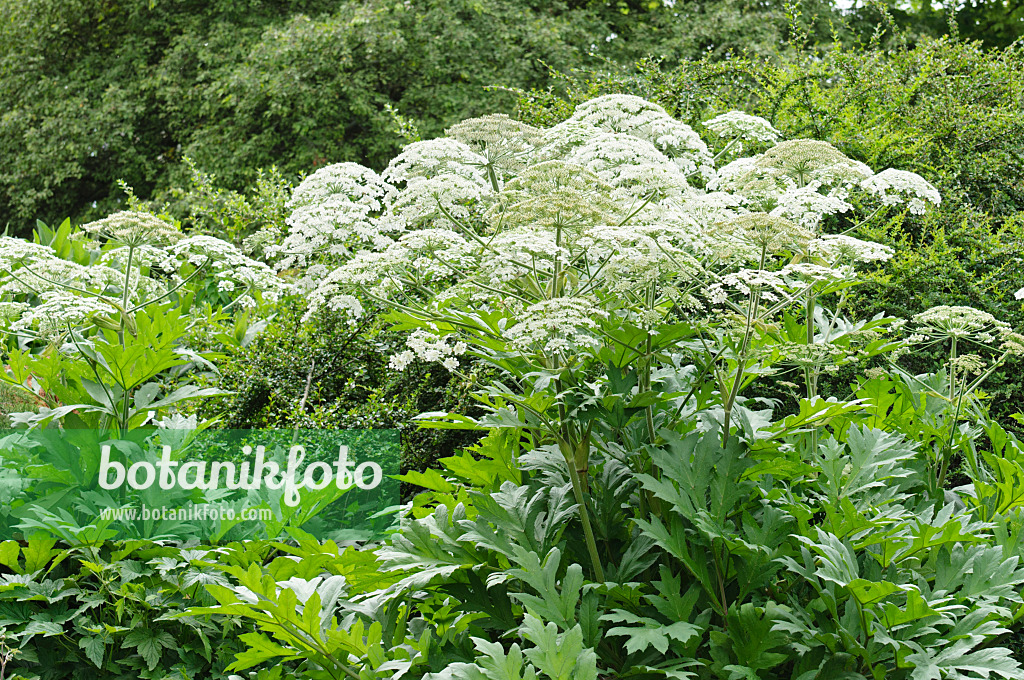 485126 - Cow parsnip (Heracleum lanatum)
