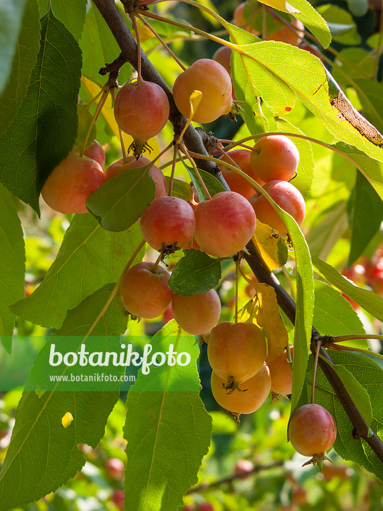 405034 - Crab apple (Malus)