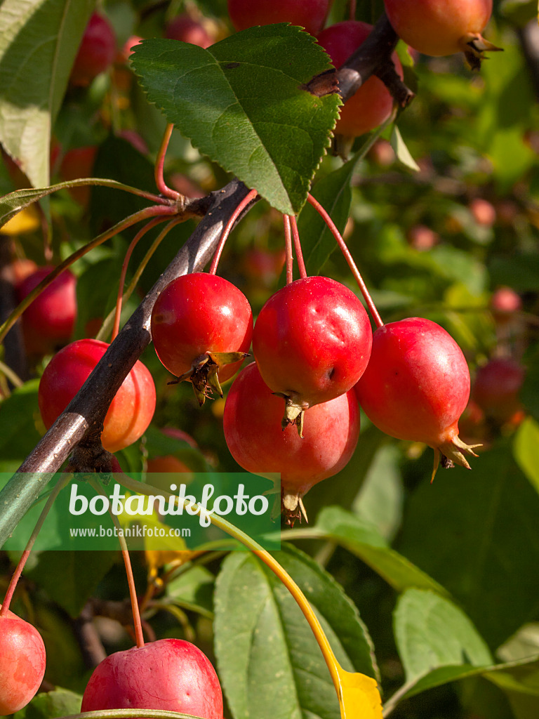 405037 - Crab apple (Malus)