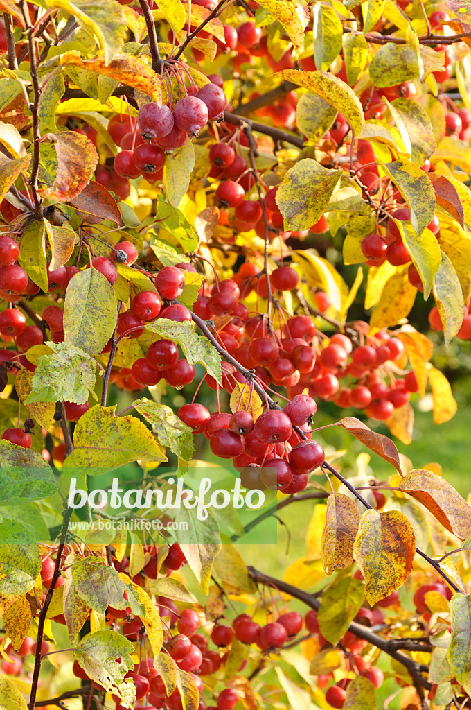 477169 - Crab apple (Malus)