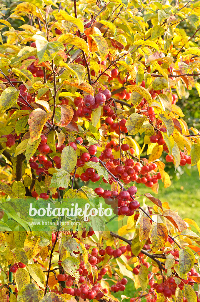 477170 - Crab apple (Malus)