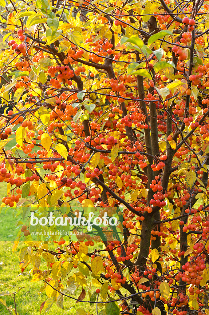 477171 - Crab apple (Malus)