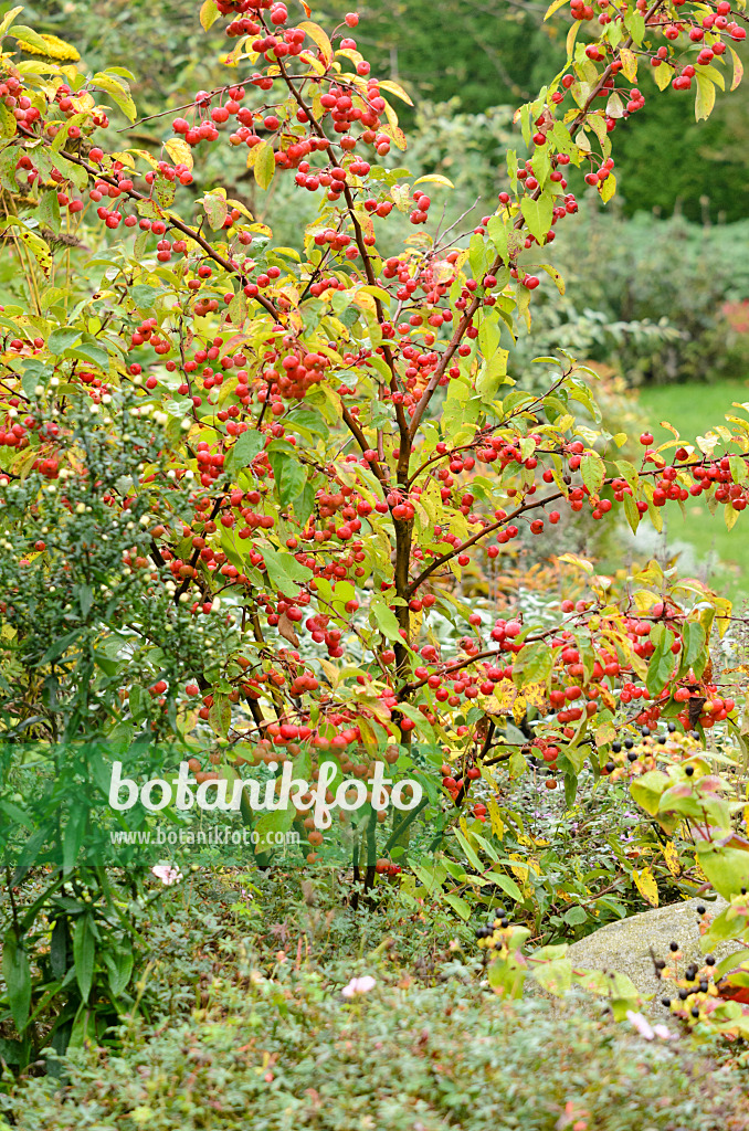 525115 - Crab apple (Malus)