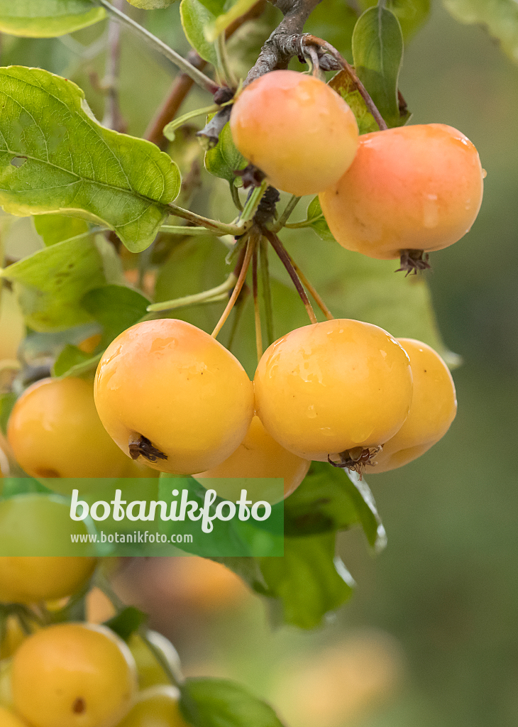 664252 - Crab apple (Malus Butterball)