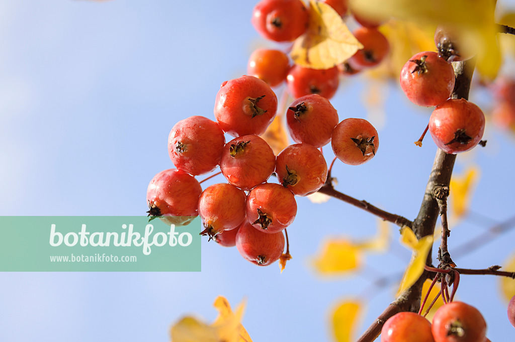535295 - Crab apple (Malus Evereste)