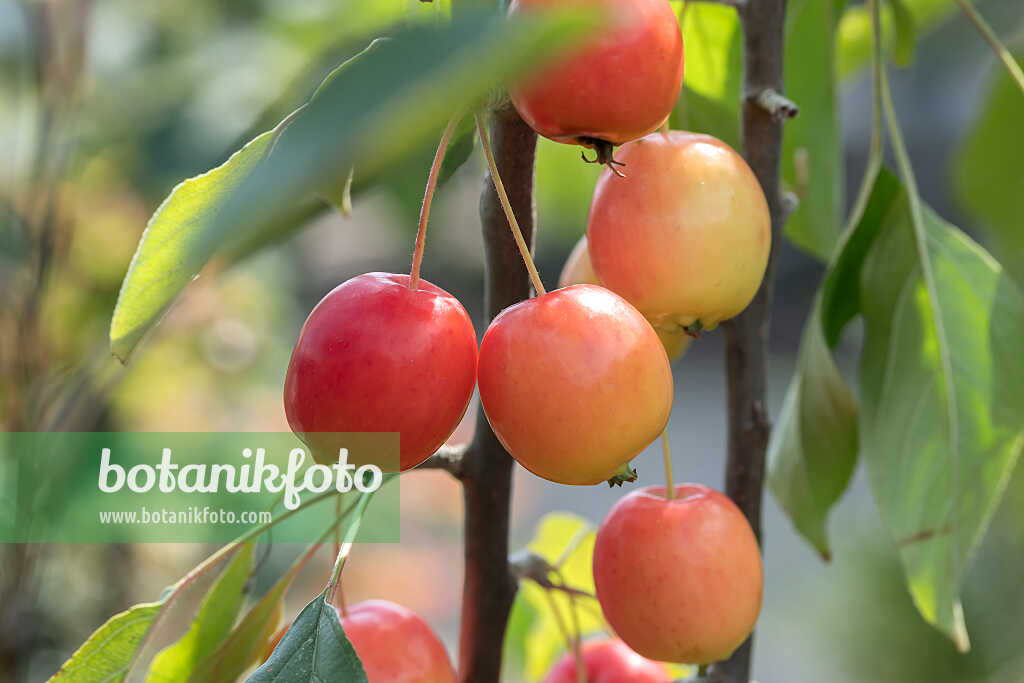 675199 - Crab apple (Malus John Downie)