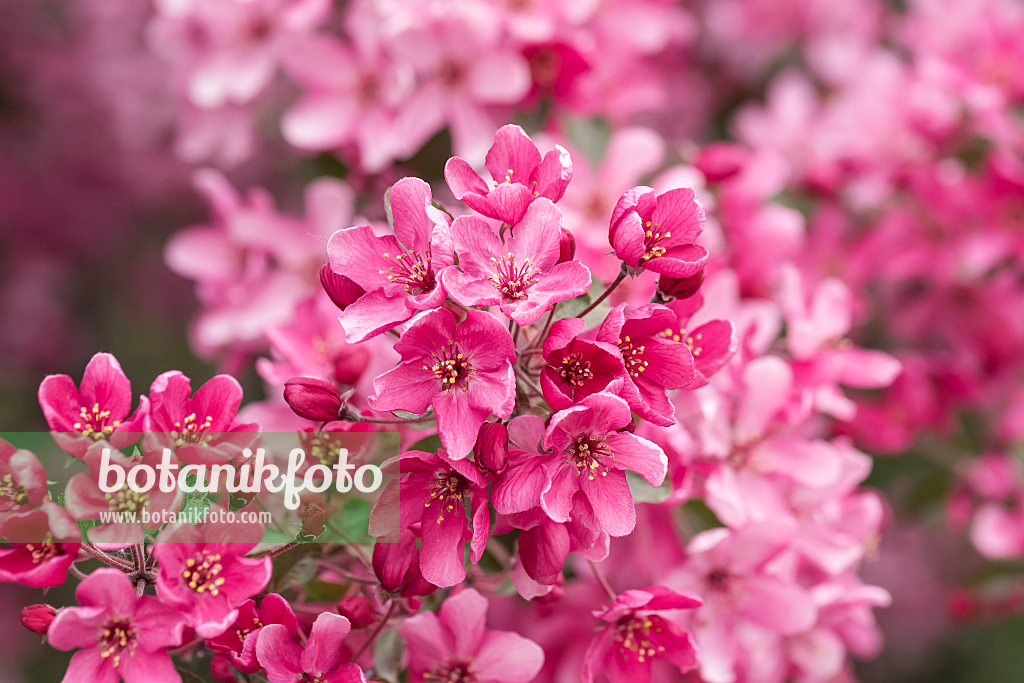 664253 - Crab apple (Malus Liset)