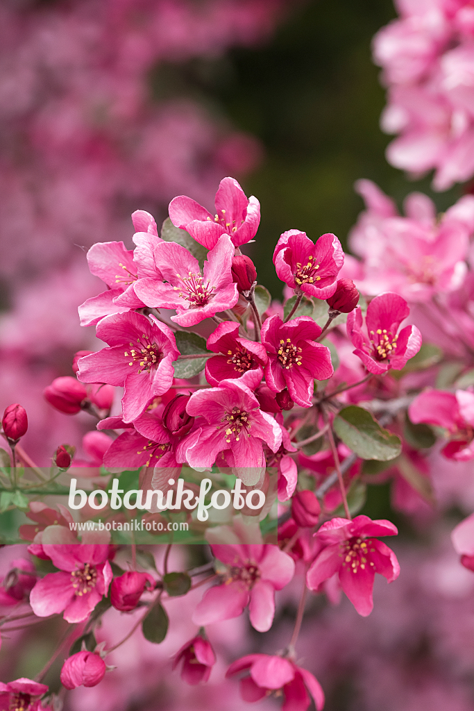 664254 - Crab apple (Malus Liset)