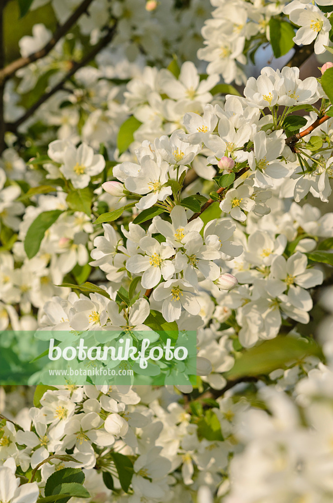 520038 - Crab apple (Malus rockii)