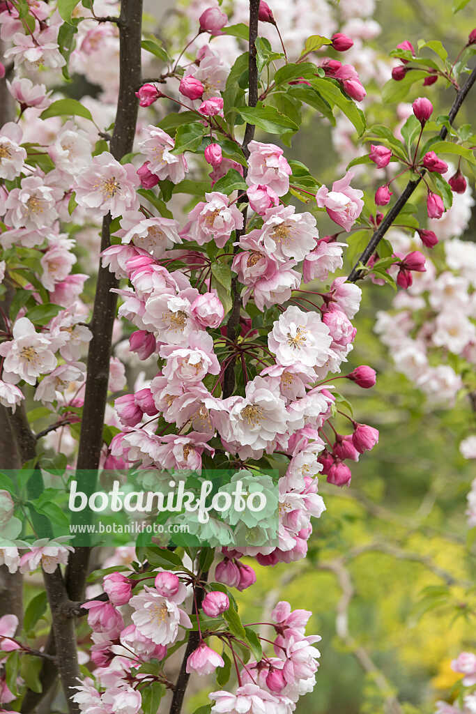 675201 - Crab apple (Malus Van Eseltine)