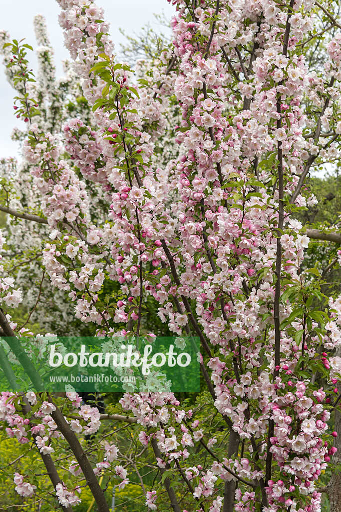 675204 - Crab apple (Malus Van Eseltine)