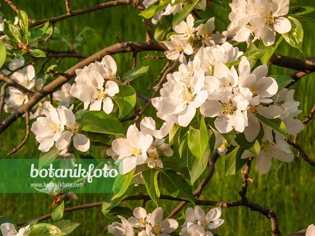 412070 - Crab apple (Malus x gloriosa)