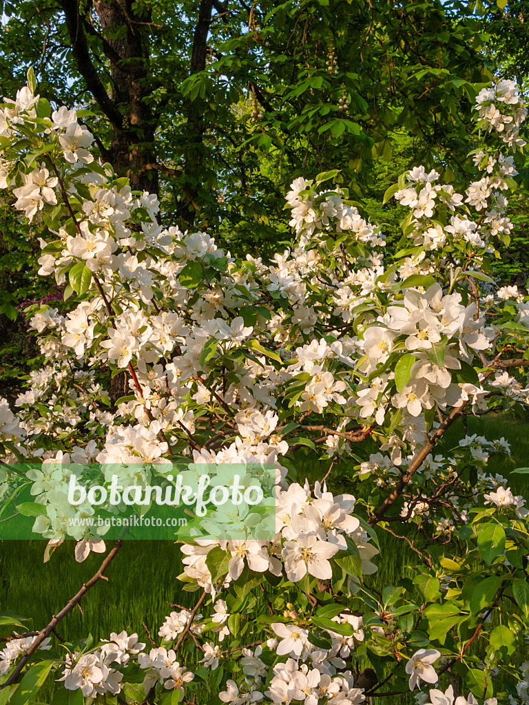 412071 - Crab apple (Malus x gloriosa)
