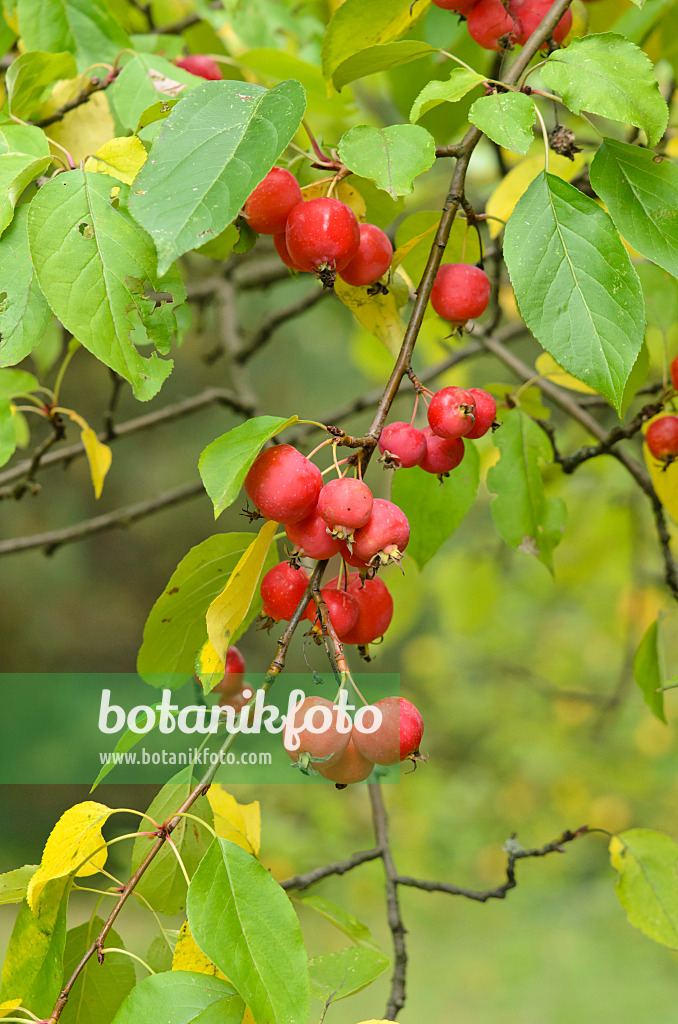 535447 - Crab apple (Malus x gloriosa)