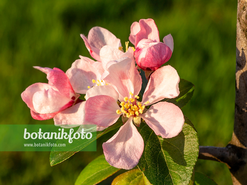 448016 - Crab apple (Malus x micromalus)