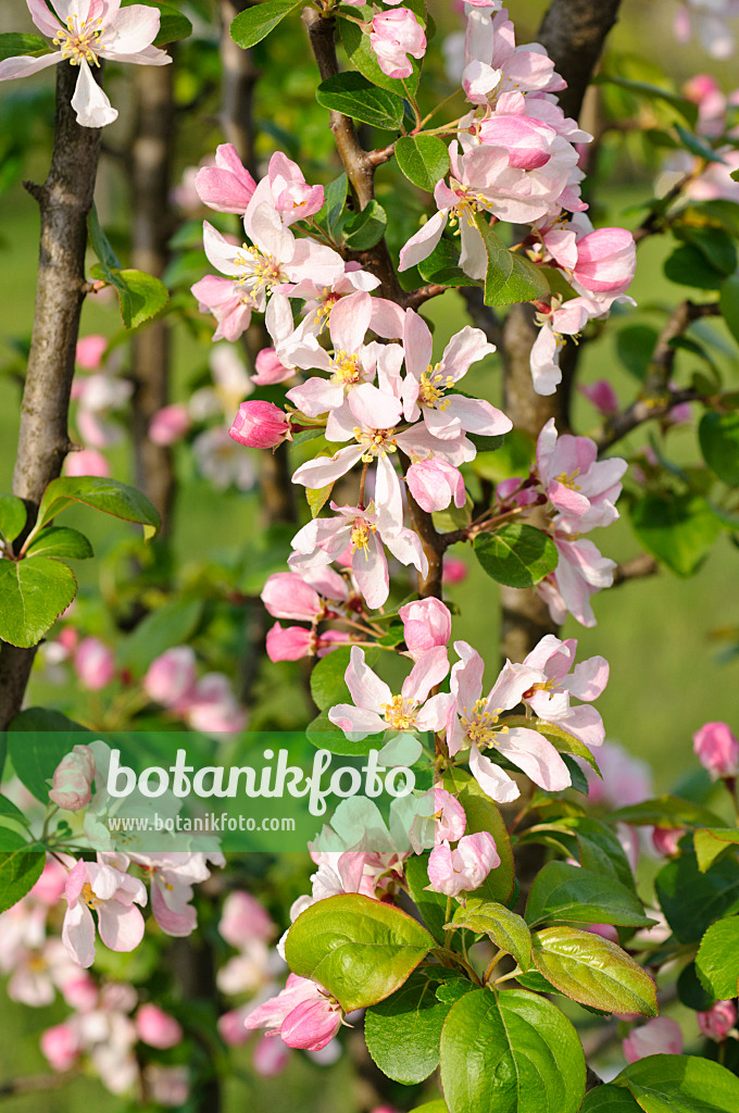 483349 - Crab apple (Malus x micromalus)
