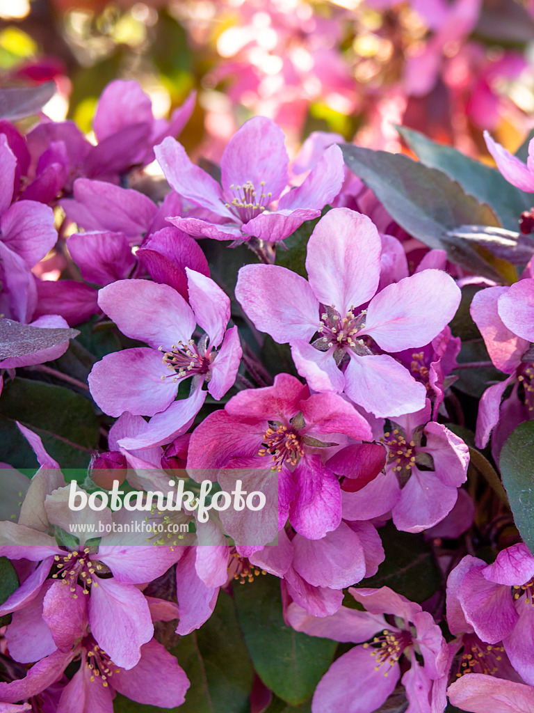 437216 - Crab apple (Malus x moerlandsii)