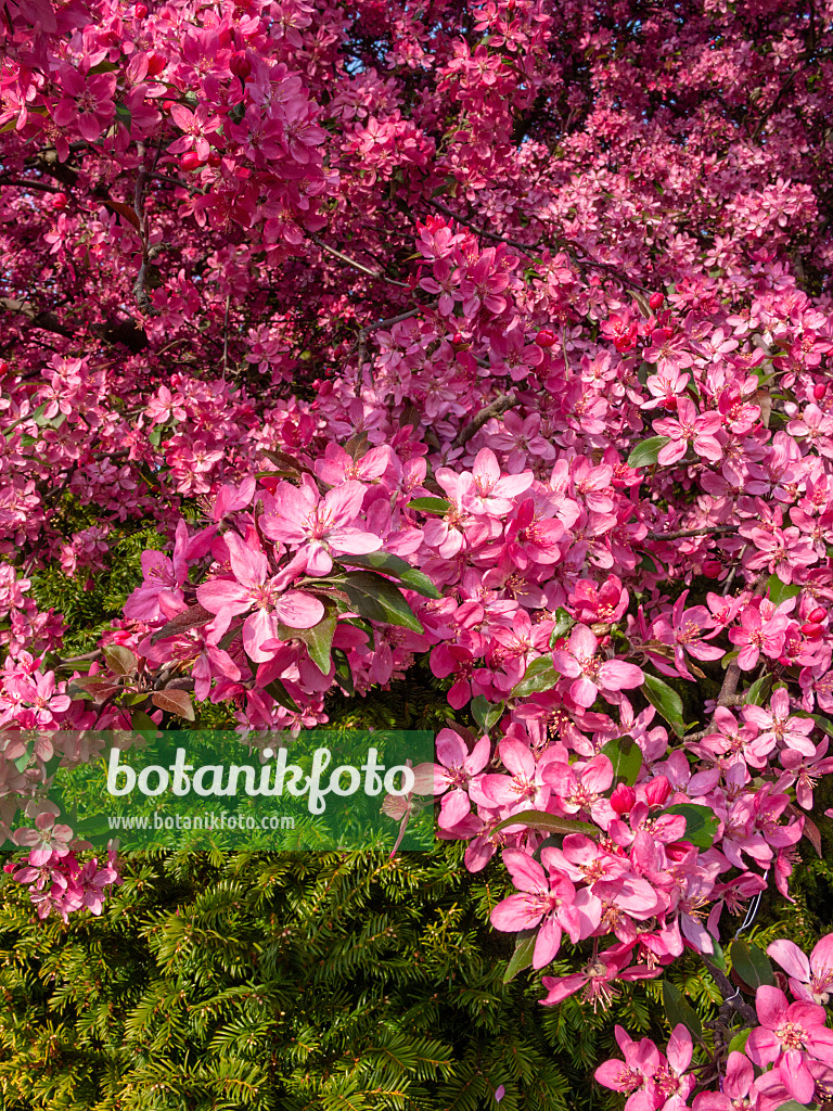 412040 - Crab apple (Malus x purpurea 'Eleyi')