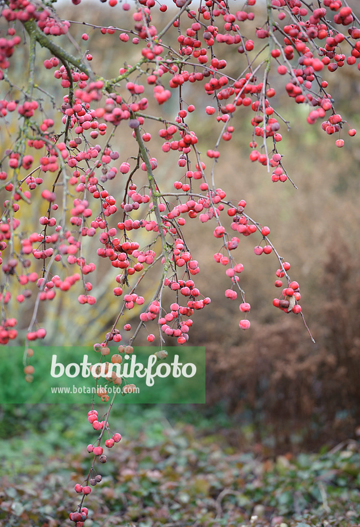 526116 - Crab apple (Malus x robusta 'Red Sentinel')