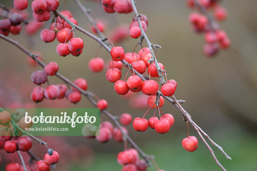 526117 - Crab apple (Malus x robusta 'Red Sentinel')