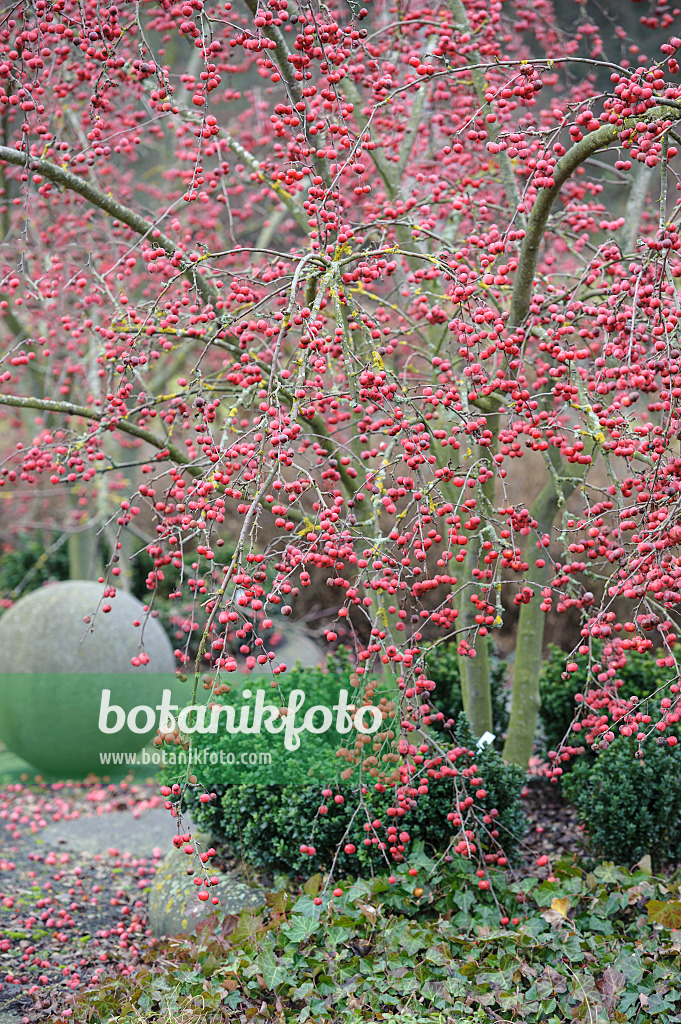 526119 - Crab apple (Malus x robusta 'Red Sentinel')