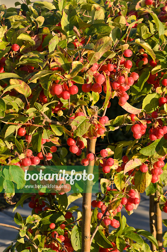 549025 - Crab apple (Malus x robusta 'Red Sentinel')