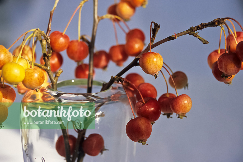 433226 - Crab apple (Malus x zumi 'Professor Sprenger')