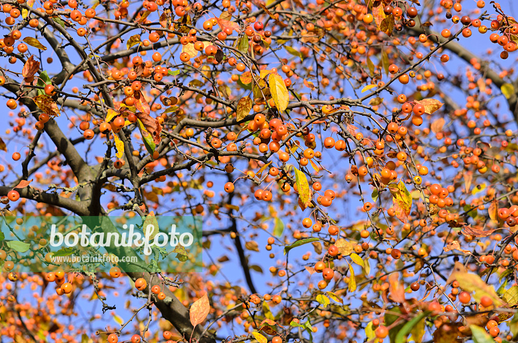 525282 - Crab apple (Malus x zumi 'Professor Sprenger')