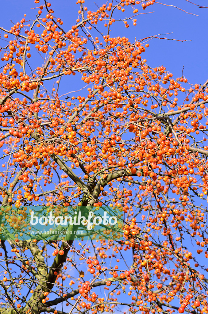 525433 - Crab apple (Malus x zumi 'Professor Sprenger')