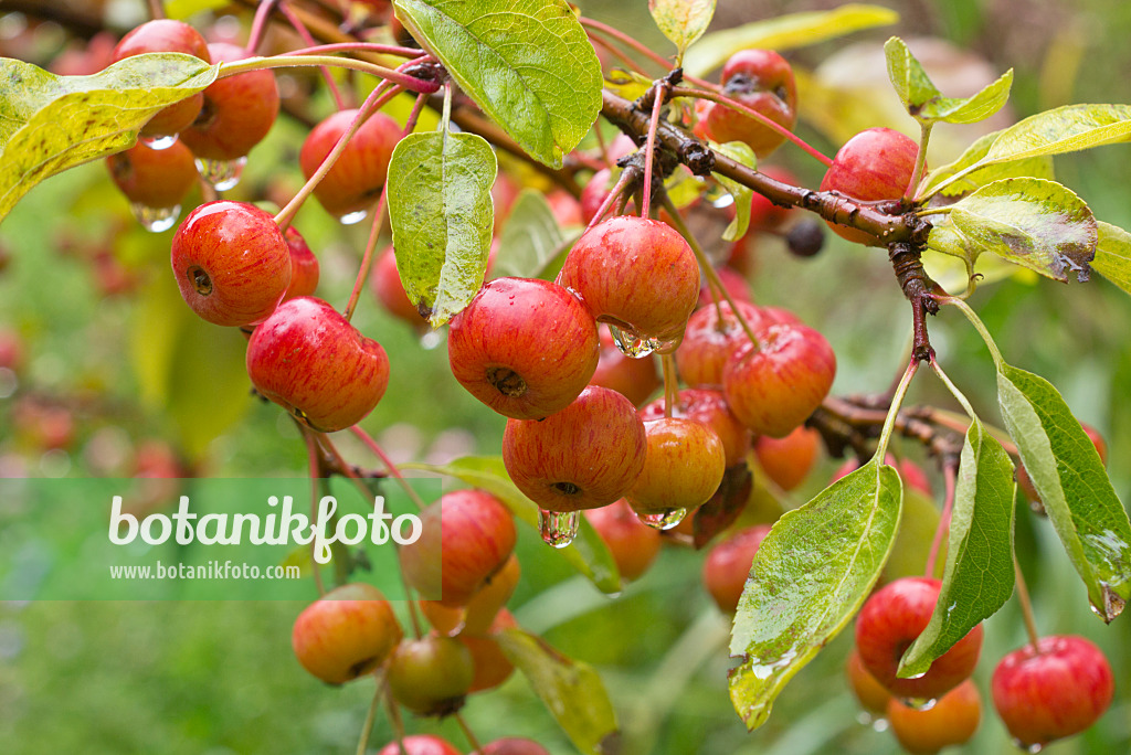 549191 - Crab apple (Malus x zumi 'Professor Sprenger')