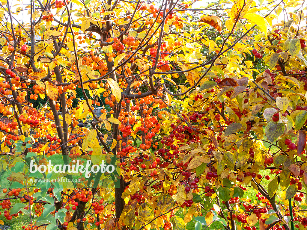 478048 - Crab apples (Malus)
