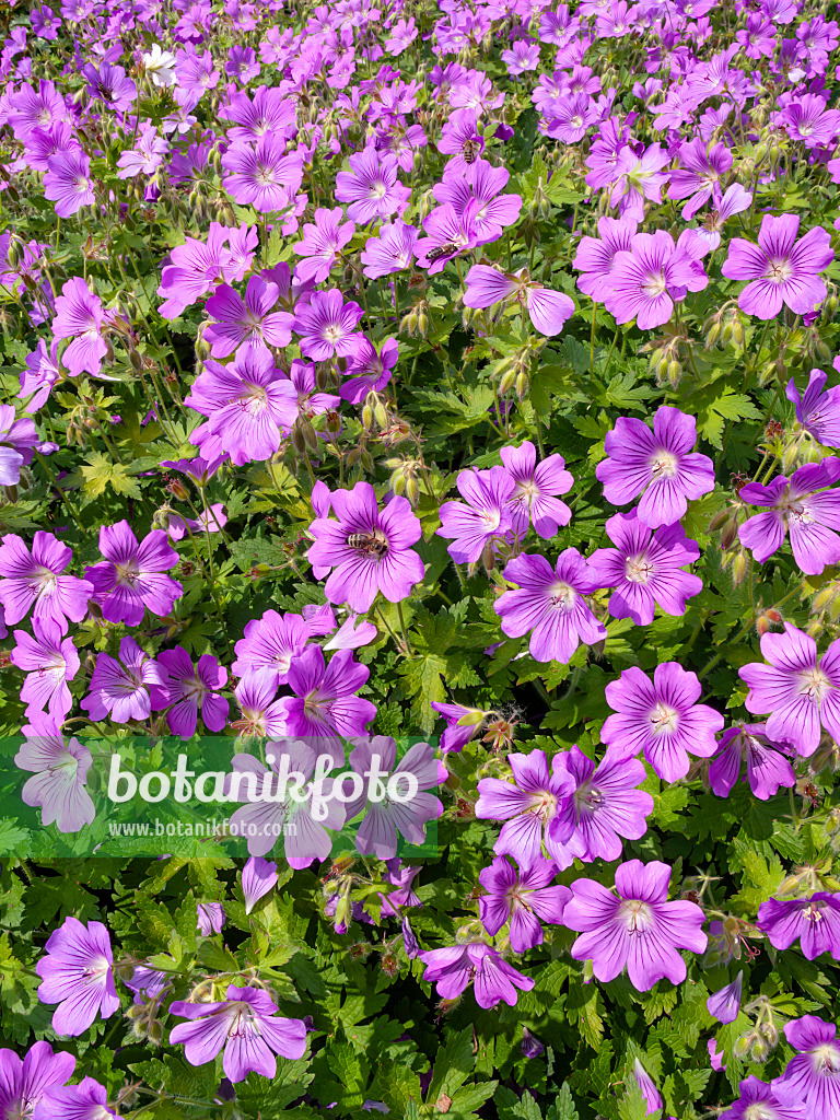 426109 - Cranesbill (Geranium spec.)