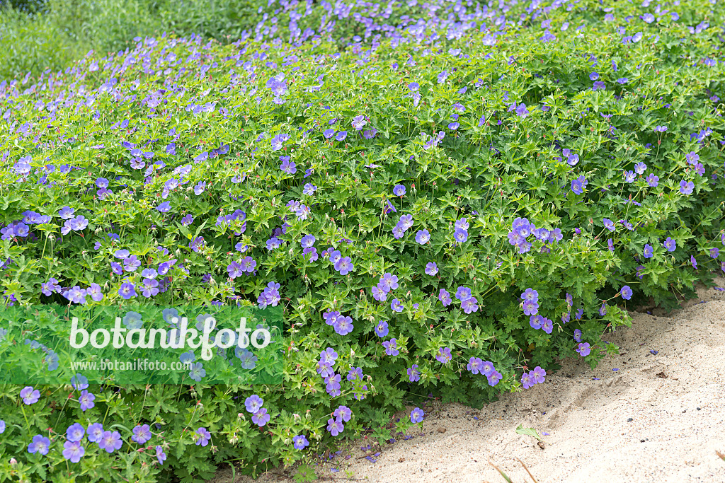 651298 - Cranesbill (Geranium wallichianum 'Rozanne')