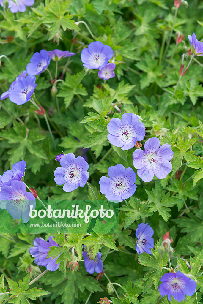 651299 - Cranesbill (Geranium wallichianum 'Rozanne')