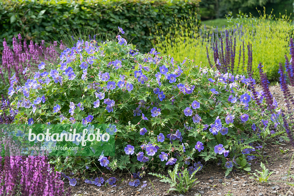 664151 - Cranesbill (Geranium wallichianum 'Rozanne')