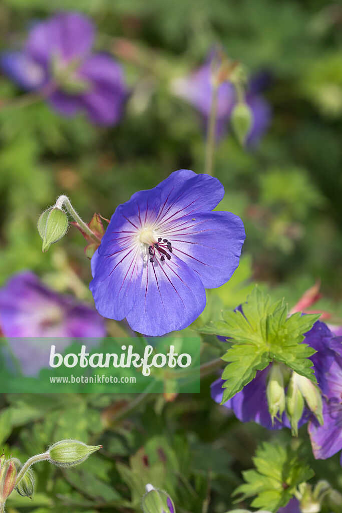 675033 - Cranesbill (Geranium wallichianum 'Rozanne')