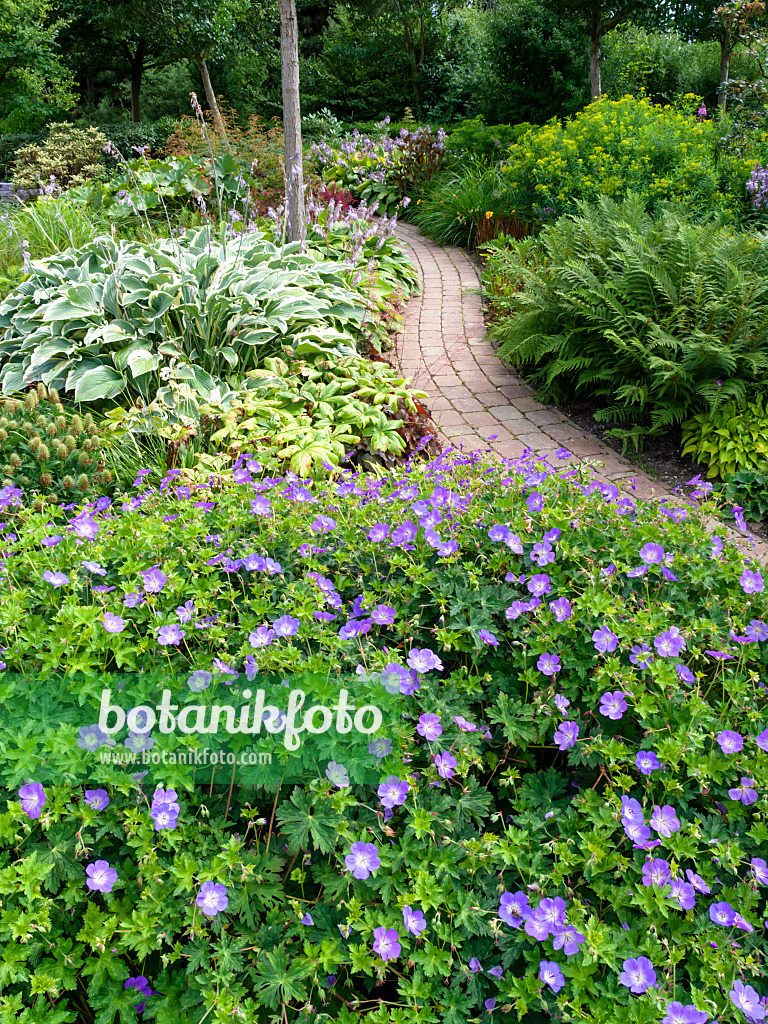 462108 - Cranesbill (Geranium wallichianum 'Rozanne') and plantain lily (Hosta)