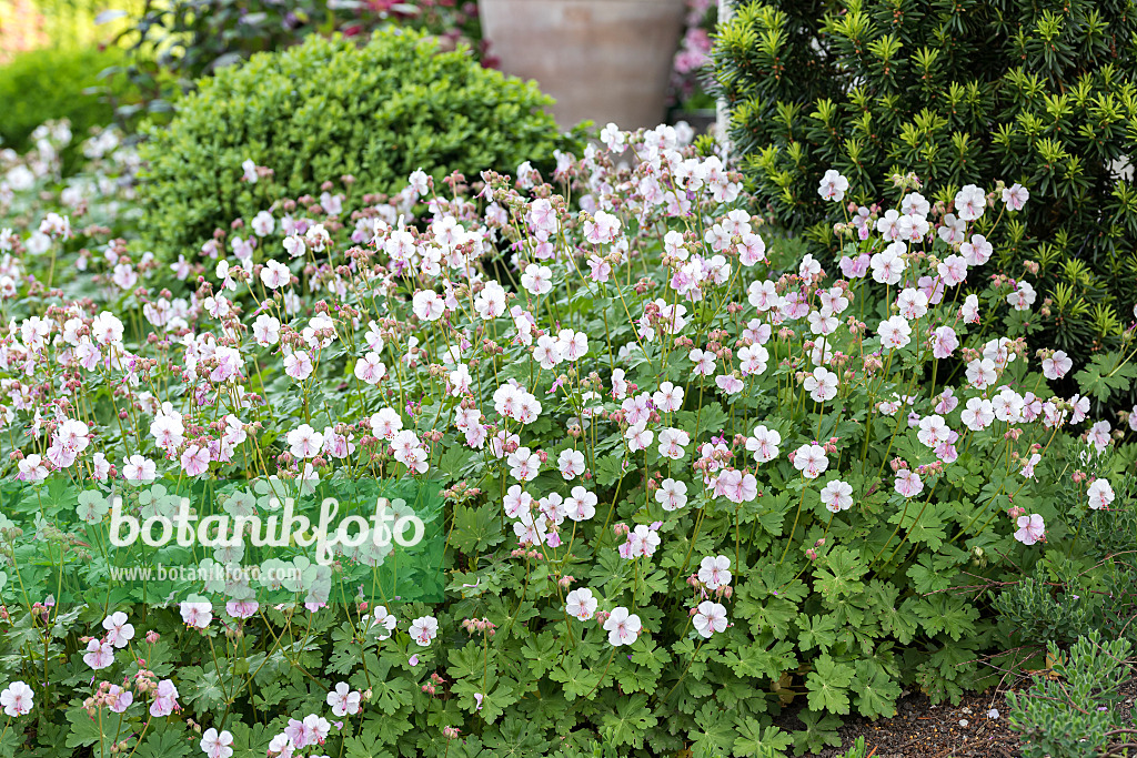 651306 - Cranesbill (Geranium x cantabrigiense 'Biokovo')