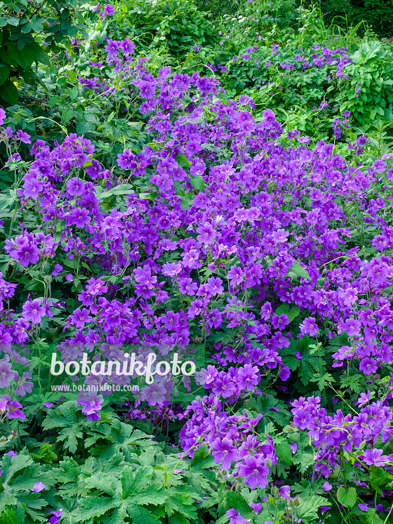449011 - Cranesbill (Geranium x magnificum)